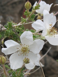 Fallugia paradoxa